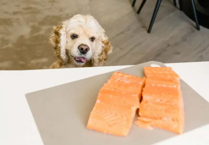 Cocker spaniel z językiem na wierzchu patrzy na dwa kawałki łososia na desce. Czy pies może łososia?