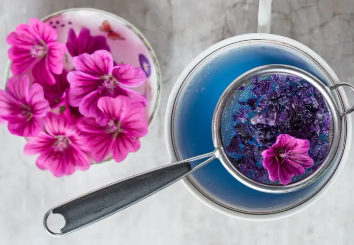 Frische und getrocknete Malvenblüten für die Malventee Zubereitung. Ein Sieb mit Blüten im blauen Tee.