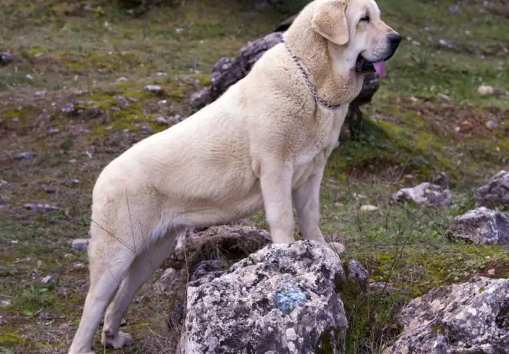 Un imponente perro mastín de pelaje claro, con collar metálico, descansa sobre rocas en un paisaje natural.