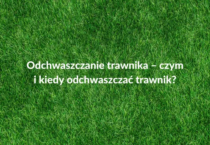 Kiedy opryskiwać chwasty na trawniku, aby uniknąć ich rozwoju?