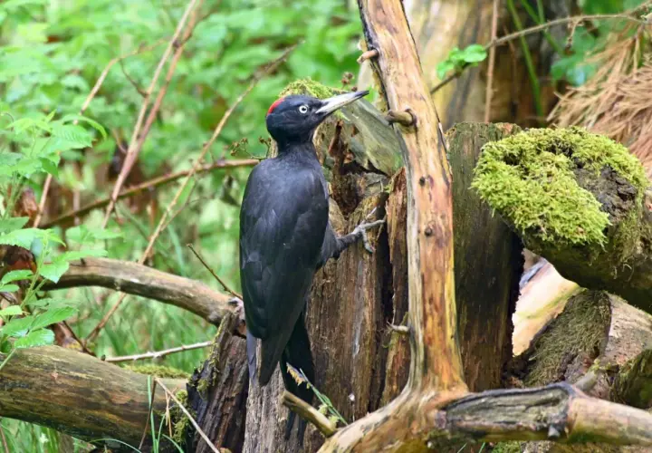 Ein schwarzer Specht mit rotem Scheitel klettert an einem moosbewachsenen Baumstumpf im Wald.