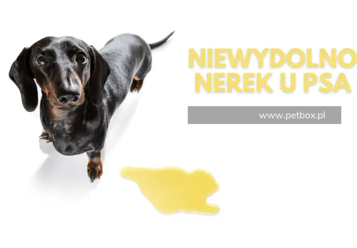 Jamnik z plamką moczu obok. Napis "Niewydolność nerek u psa" sugeruje, że Nefroloxan może pomóc w tej dolegliwości.