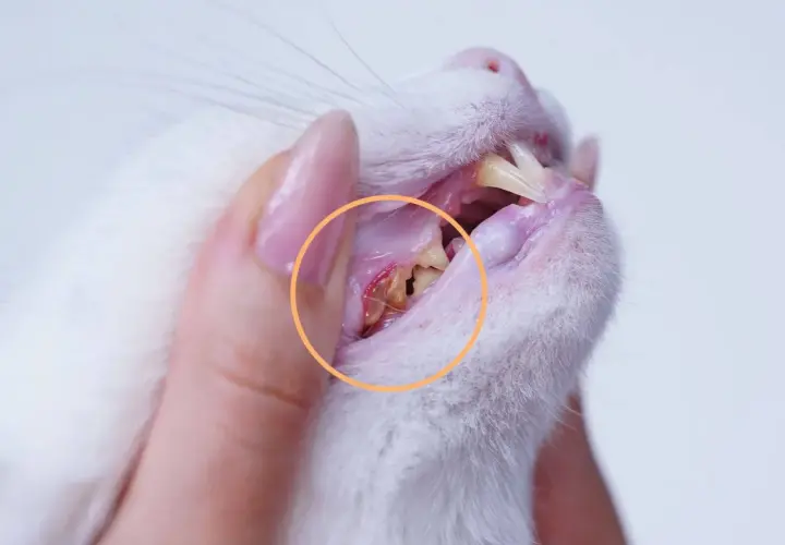 Zahnfleischentzündung bei einer Katze, deutlich sichtbar im gelben Kreis. Die Zähne sind stark verfärbt und entzündet.