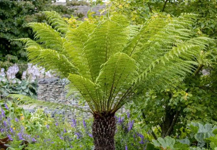 Un majestueux fougère arborescente Dicksonia antarctica, avec ses frondes vertes luxuriantes, se dresse dans un jardin fleuri.