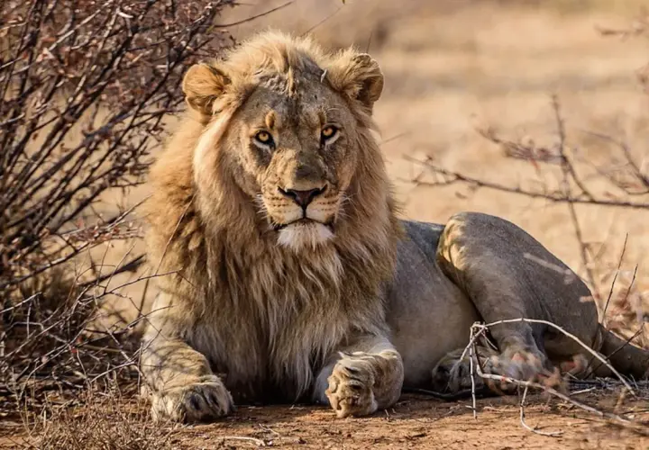 Un majestuoso león descansa entre arbustos secos, con su melena dorada y mirada penetrante. Es como soñar con animales salvajes en su hábitat natural.