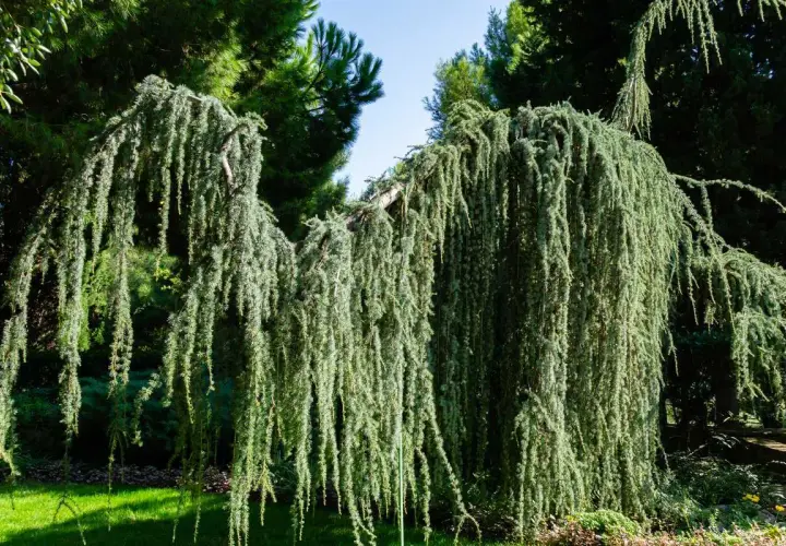 Un majestueux cèdre pleureur, ses branches tombant comme une cascade verte, crée une ombre douce sur la pelouse.