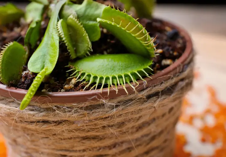Dionée, une plante mangeuse d'insectes aux pièges ouverts, en pot décoré de cordelette.