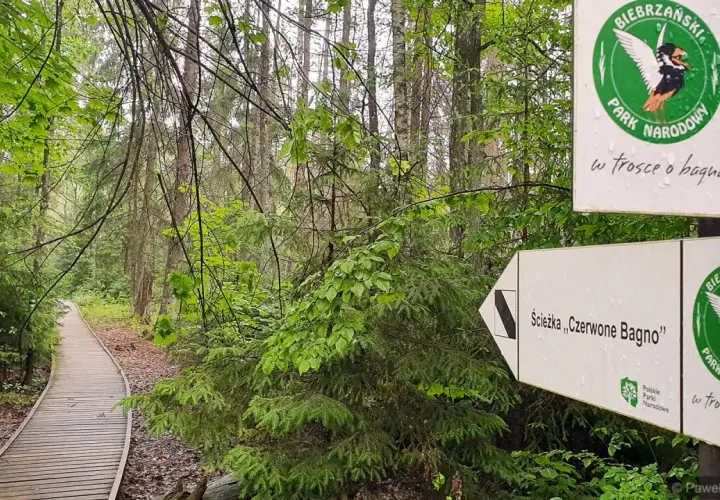 Drewniana kładka przez las w Biebrzańskim Parku Narodowym, znak szlaku "Czerwone Bagno".