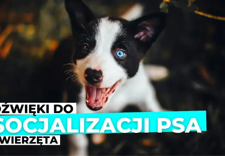 Piszczenie szczeniaka: Rozszyfruj sygnały i skutecznie mu pomóż