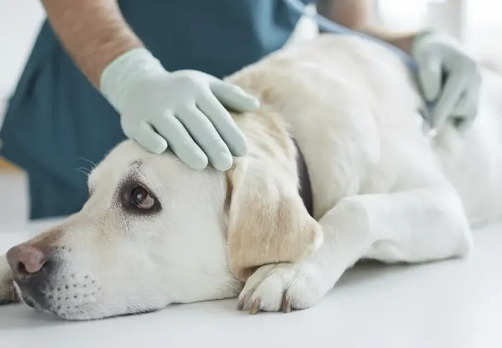 Symptome von Borreliose beim Hund: Warnzeichen, die Sie kennen sollten