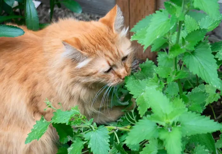 Gato naranja olfateando intensamente la hierba gatera en un jardín.