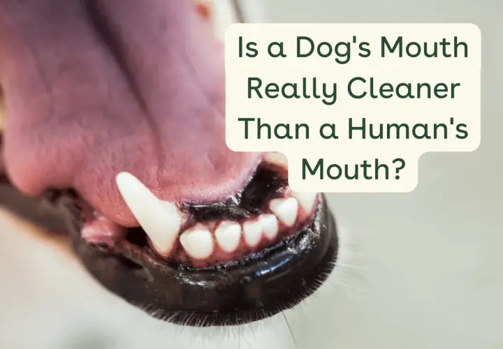 Close-up of a dog's open mouth with sharp teeth and a pink tongue. Text asks: Is a dog's mouth really cleaner than a human's mouth?