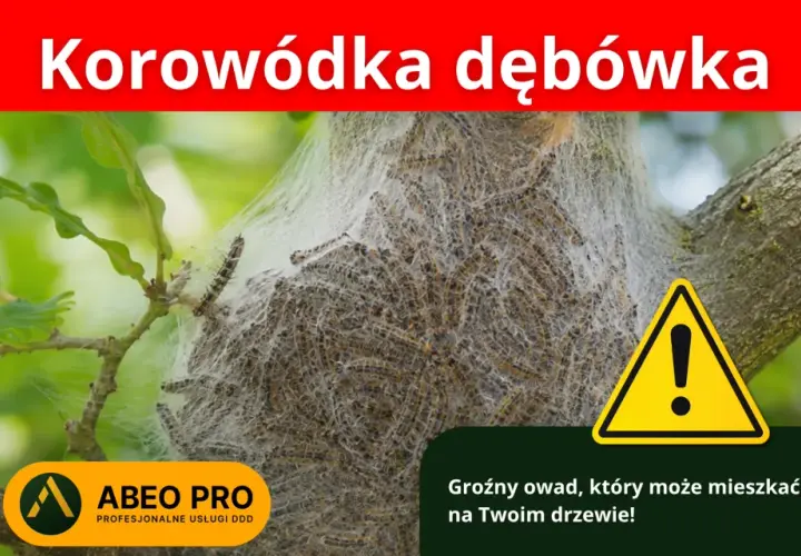 Korowódka dębówka w sieci na drzewie. Objawy inwazji tego groźnego owada mogą być widoczne na Twoim drzewie.