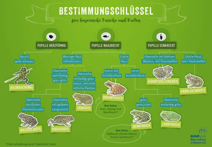 Bestimmungsschlüssel für bayerische Froscharten: Unterscheidung anhand von Pupillenform, Hautbeschaffenheit und Färbung.