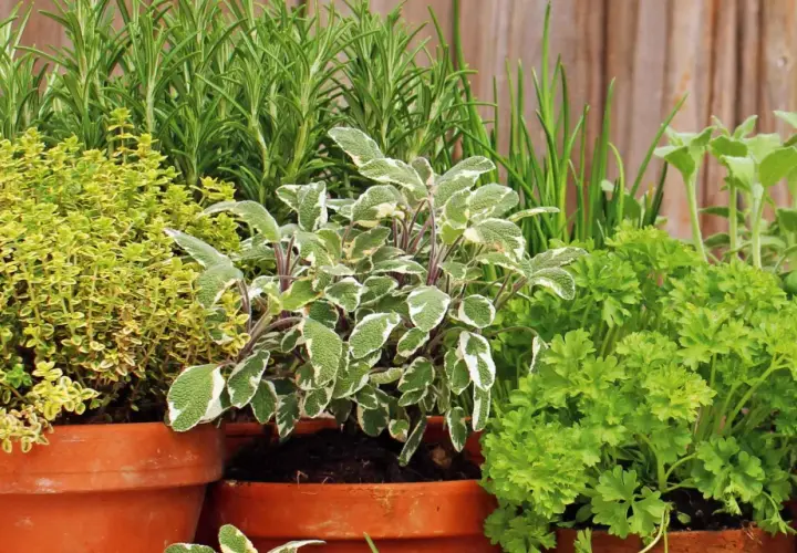 Un rigoglioso giardino aromatico in vasi di terracotta: timo, salvia, rosmarino, prezzemolo e basilico.