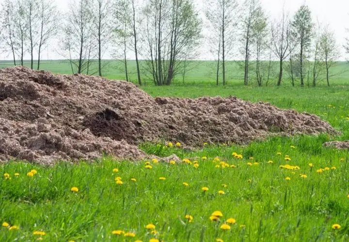 Duża kupa podłoża popieczarkowego na zielonej łące, wśród żółtych mniszków lekarskich. W tle widać rzędy drzew.