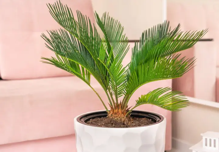 Planta de interior con hojas verdes vibrantes, un ejemplo de tipos de palmeras enanas, sobre un sofá rosa.
