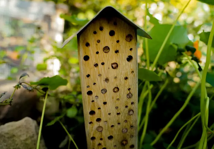 Ein Bienenhotel selber bauen ist eine tolle Idee! Dieses hölzerne Insektenhotel mit seinem spitzen Dach bietet vielen nützlichen Insekten ein Zuhause.