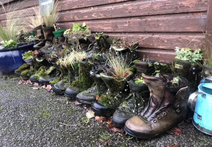 Creative ways to repurpose old hiking boots: they're now planters overflowing with moss and greenery, a charming garden display.