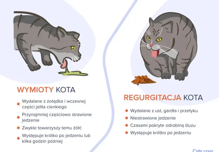 Kot wymiotuje niestrawionym jedzeniem, co widać po zielonej wydzielinie. Obok kotek przełyka pokarm, który nie został strawiony.