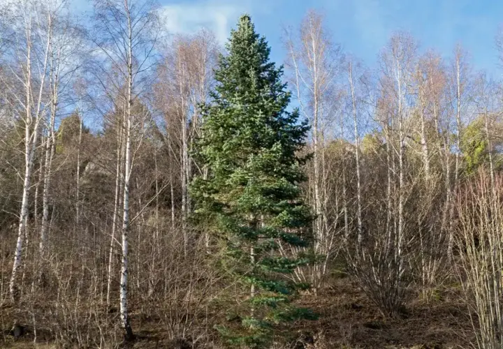 Wśród nagich brzóz dumnie stoi zielona sosna kaukaska, symbol wiecznej zieleni.