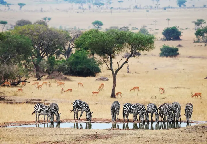 Stado zebr pije wodę na tle sawanny, gdzie pasą się antylopy. Niezapomniane widoki z tanzania wakacje.