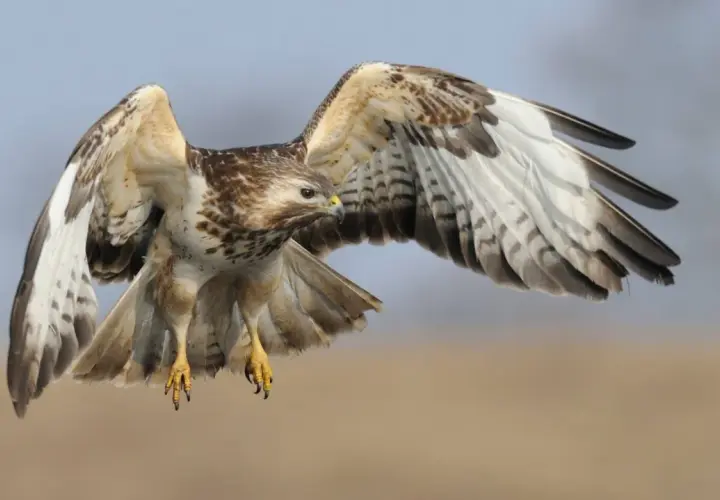 Ein Bussard Habicht breitet seine Flügel aus und fliegt.