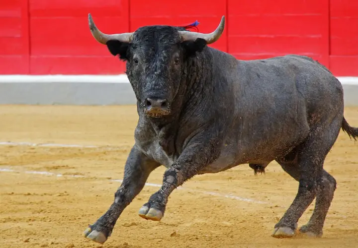 Toro negro con cuernos en una plaza de toros, con arena y barrera roja al fondo.