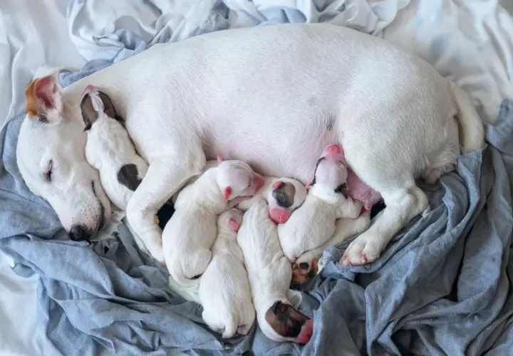 A mother dog sleeps with her litter of six newborn puppies. This image shows how many puppies can a dog have, a beautiful sight of new life.