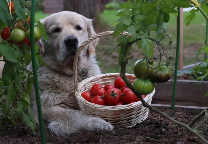 Złoty retriever pilnuje koszyka z pomidorami. Czy pies może jeść pomidory? Ten słodziak wygląda, jakby sam chciał się przekonać.