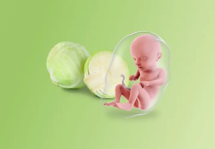 Feto in posizione fetale a 27 settimane, accanto a un cavolo.