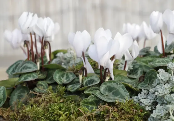 En grupp vita cyklamen blommor med gröna blad och mossa.