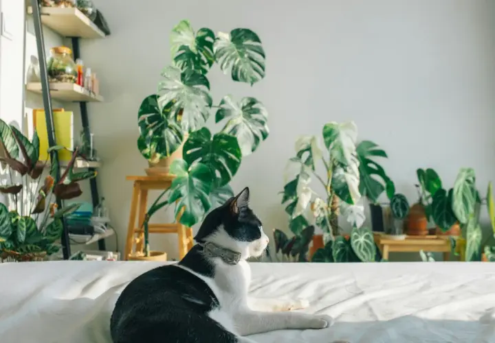 Gato blanco y negro descansa entre **plantas buenas para gatos**, como monsteras y calatheas, en un interior luminoso.