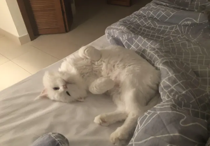 A fluffy white cat is curled up on a bed, looking relaxed. It makes you wonder, can cats purr in their sleep?