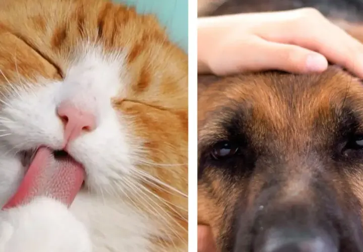 Un gato naranja se lame la pata mientras una mano acaricia la cabeza de un perro. La eterna rivalidad de perros vs gatos.