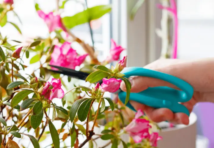 Une main utilise des ciseaux bleus pour la taille d'un azalée rose en fleurs.