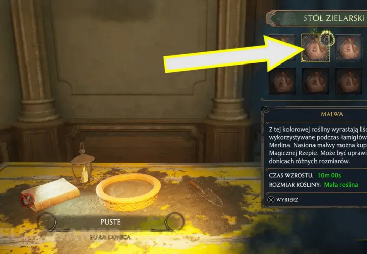 Malwa w Hogwarts Legacy. Nasiona tej rośliny można kupić w Magicznej Rzepie. Mała roślina.