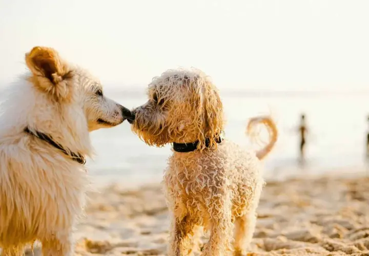 Dos perros se saludan en las playas de Galicia. El sol ilumina sus pelajes mientras disfrutan de un día en la arena.