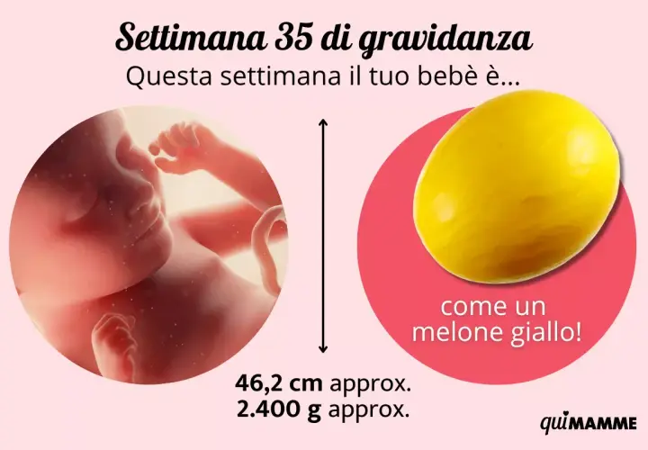 A 35 settimane di gravidanza, il tuo bebè è grande come un melone giallo, con circa 46,2 cm e 2.400 g.