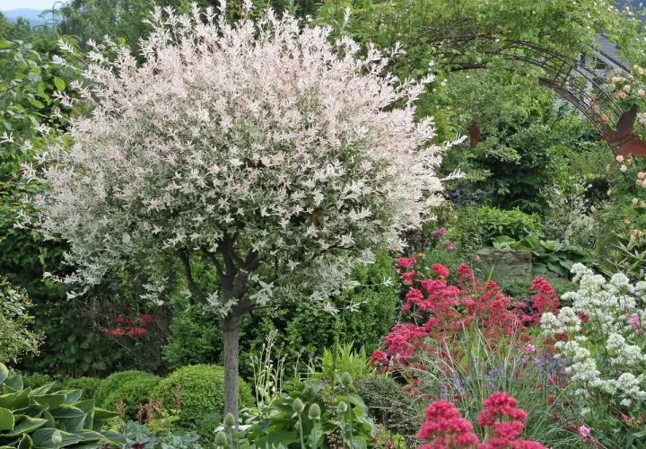 Eine Harlekinweide mit rosa-weißen Blättern steht in einem üppigen Garten. Sie wurde so geschnitten, dass sie eine schöne Kugelform hat.