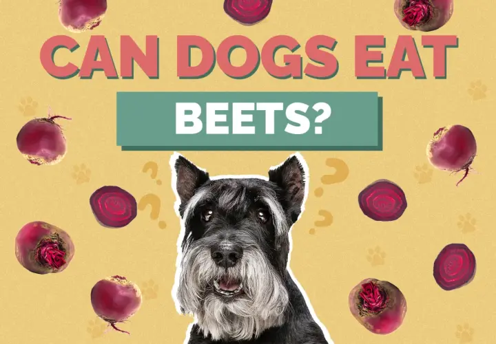 A schnauzer dog looks up curiously surrounded by beets and question marks, asking "Can dogs eat beets?".