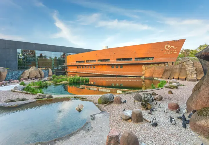 Pingwiny w zoo Wrocław. Sprawdź zoo wrocław bilety cennik i odwiedź naszych skrzydlatych przyjaciół!