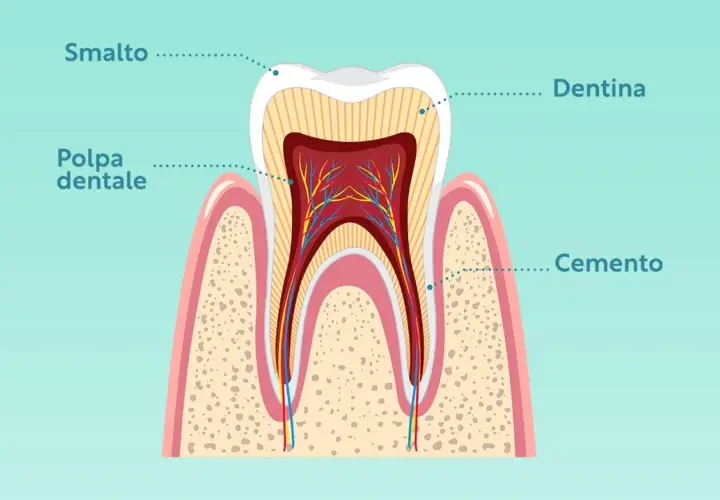 Sezione di un dente che mostra la struttura: smalto, dentina, polpa dentale e cemento.