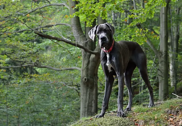 Duży, szary dog niemiecki stoi na wzgórzu w lesie. Jego waga jest imponująca, a postawa dumna.