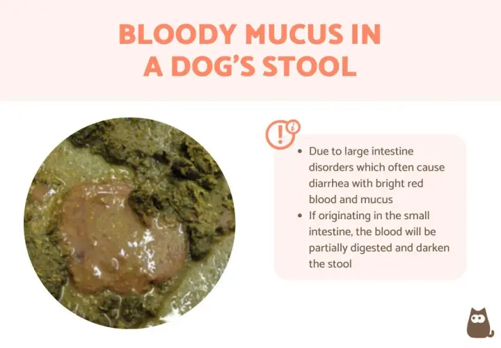 Close-up of a dog's stool showing a reddish, gelatinous substance, indicating mucus in dog poop. Text explains causes of bloody mucus.