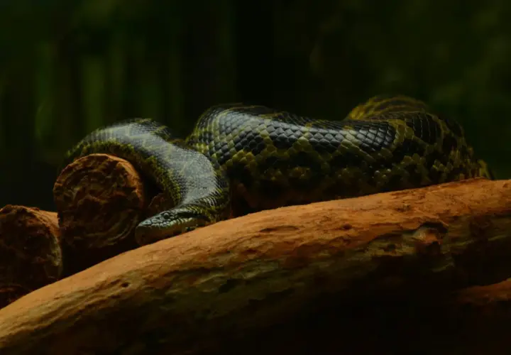 Anaconda verde descansa en una rama en el Amazonas. Sus escamas verdes y negras se mezclan con el entorno.