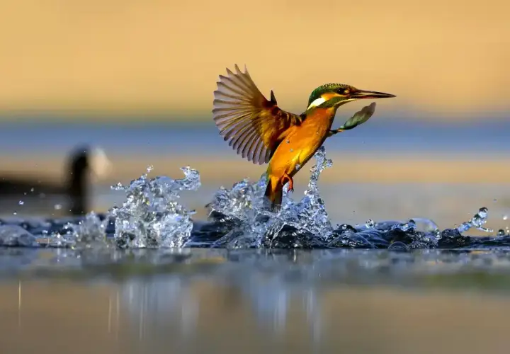 Der eisvogel schießt aus dem Wasser, seine Flügel gespreizt, während die Sonne den Himmel in warmen Tönen färbt.