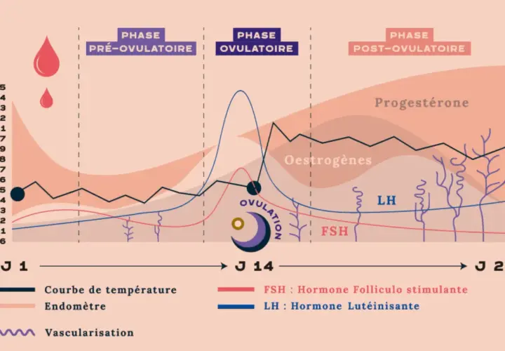 Graphique du cycle menstruel : courbe de température corps femme, hormones (œstrogènes, progestérone, LH, FSH) et vascularisation de l'endomètre.