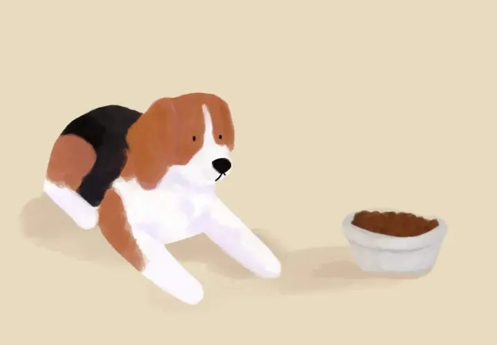 Beagle patrzy na miskę z suchą karmą, zastanawiając się, czy pies może jeść tylko suchą karmę.