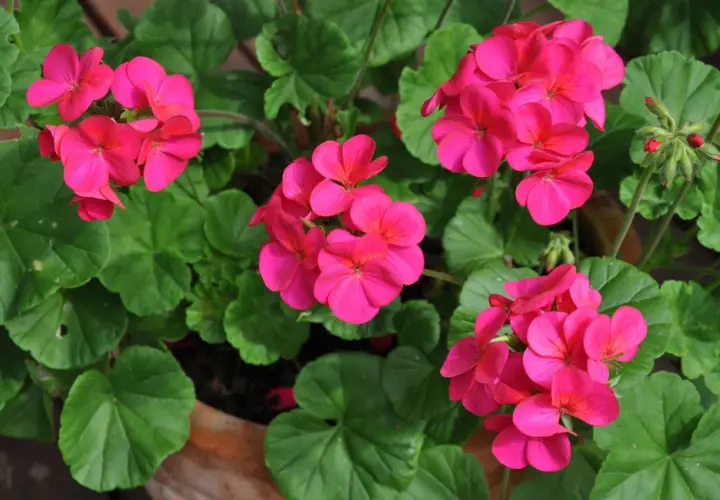Färgglada pelargoner utomhus i en kruka. De rosa blommorna lyser upp i det gröna lövverket och skapar en somrig känsla.